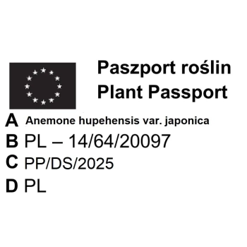 ZAWILEC JAPOŃSKI różowy Prinz Heinrich - sadzonki 10 / 15 cm